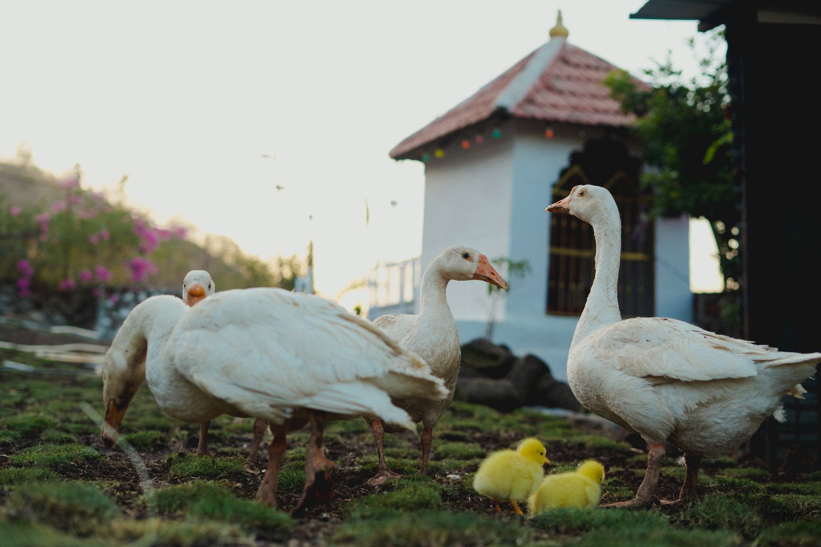 Wintry Mountain Landscape